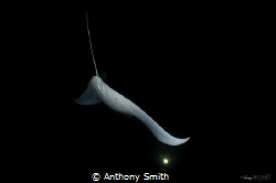 Manta by Night
 by Anthony Smith 